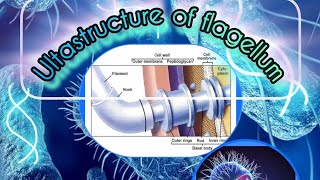 Bacterial Flagella The Most Complex Structures in Biology🤔 [upl. by Grania]