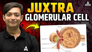 JG Cells amp Kidney Regulation  Juxtaglomerular Cells Explained for NEET 2025  5Minute Series [upl. by Revert]