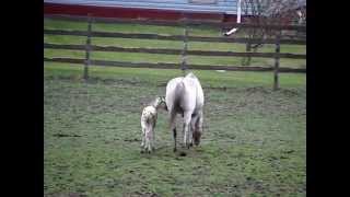 Appaloosa Foals Playing [upl. by Sulienroc]