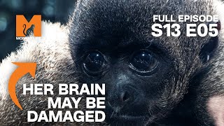 Baby Woolly Monkey Attacked By Her Own Mother  Season 13 Episode 5  Full Episode  Monkey Life [upl. by Ricard]