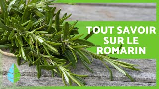 À quoi sert le ROMARIN  🌿 Propriétés et AVANTAGES 💚 [upl. by Vaish]