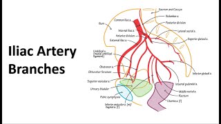 Pelvic Arteries Memory Tricks [upl. by Franchot661]