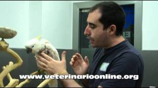 Como tratar el picaje en Aves  Veterinario Online [upl. by Alyac475]