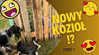 V26 NAPRAWIAMY OGRODZENIE WYBIEGU  wymieniamy słupki poprawiamy pastuch elektryczny NOWY KOZIOŁ [upl. by Pol15]