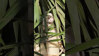 Hiding cutest meowing cat two colored eyes cat catvideos shorts [upl. by Enilegnave]