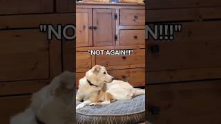 puppy annoyed by whoodle puppy again funnydog cutedogs whoodle shorts [upl. by Autrey]