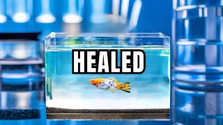 18 Of The Most Common Fish Diseases And How To Cure Them [upl. by Einaled]