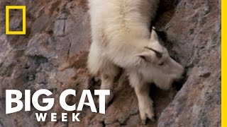 Death Dodging Goat  Big Cat Week [upl. by Staten415]