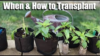 When amp How to Transplant Indoor Seedlings Into Larger Containers  Spring Garden Series 5 [upl. by Enitselec229]