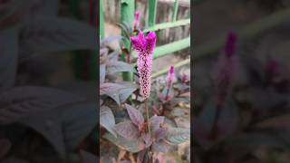 Celosia Argenta Pink Flower woolflower nature shorts wildflowers flowers wildplants flowers [upl. by Adamec129]