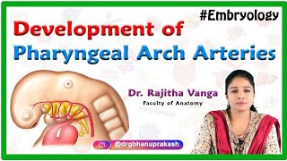 Development of Pharyngeal Arch Arteries  Embryology [upl. by Nonez37]