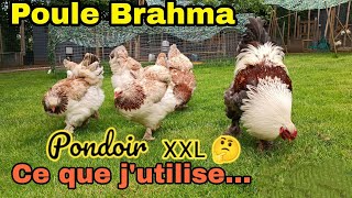 Quel pondoir pour des poules Brahma [upl. by Gambrell]