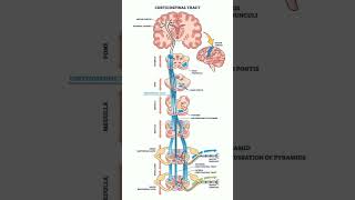 Corticospinal Tract shorts [upl. by Hgielsel]