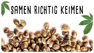 Samen richtig keimen lassen  WAS KANN SCHIEFGEHEN 😐❓ [upl. by Erica]