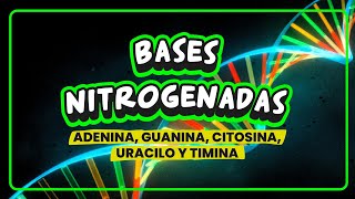 ✅ BASES NITROGENADAS🧬 ADENINA GUANINA CITOSINA TIMINA y URACILO [upl. by Melas]