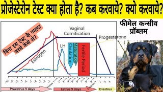 Progesterone level test kya hota he Progesterone test in dogs प्रोजेस्टेरोन टेस्ट क्या होता है [upl. by Noemad]