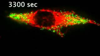 More dynamics of peroxisomes and mitochondira [upl. by Nnauol]