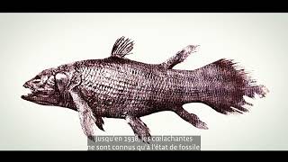 CCA  Musée de la Pêche  Cap sur les collections 2024 │ Le coelacanthe│ 55 [upl. by Yanaton]