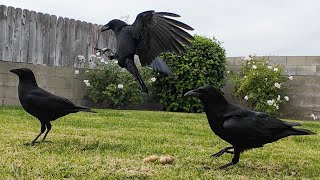 My Backyard Experiment with CROWS and PEANUTS [upl. by Hartmann]