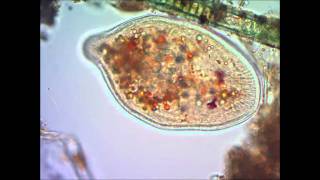 Инфузория туфелька под микроскопом under microscope [upl. by Ybloc]