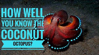 Coconut Octopus  Description Characteristics and Facts [upl. by Sonja]