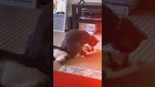 How Cat Meeting Cat Meeting video cute cats shortsvideo shorts [upl. by Xuagram]