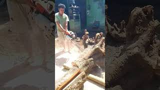 cutting tree roots [upl. by Mharba]