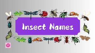 Insecets namesInsect names learning for kidz [upl. by Hsan655]