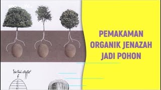 PEMAKAMAN ORGANIK JENAZAH JADI POHON [upl. by Artemis704]