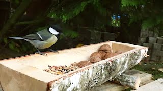 Meisen am Futtertrog Vögel füttern im Winter [upl. by Annaujat]