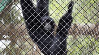 Los Angeles Zoo Siamang Gibbons Howling [upl. by Benedic197]