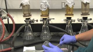 Coliform Bacteria Analysis [upl. by Wojcik274]