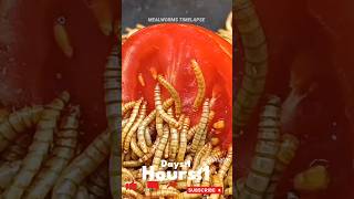 Mealworms Vs 🍅 food wormlapse petfood insects mealworms petcare MealwormTimelapse [upl. by Anahsohs]