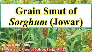 Grain Smut Disease of Sorghum by Dr Jayarama Reddy [upl. by Anole]