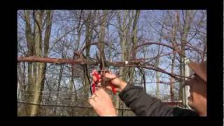 How to Prune amp Train Grape Vines for Maximum Productivity  Late Winter Grape Care Tips [upl. by Laikeze212]