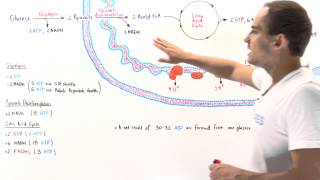 ATP Yield of Aerobic Cell Respiration [upl. by Alyled79]