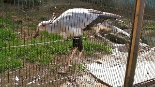 食事中のヘビクイワシSecretary bird at table [upl. by Nels]