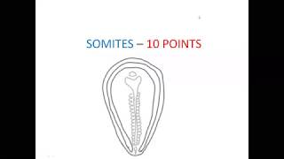 EMBRYOLOGY NOTES  SOMITES10 POINTS [upl. by Ardnuhs473]