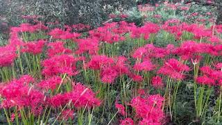 Lycoris radiata or Red spider lily plantRed spider lily ￼￼Flowers￼autumnflower [upl. by Abeh]