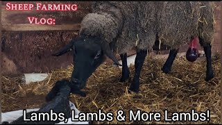 Lambs Lambs amp More Lambs [upl. by Georgeanna]