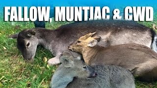 Hunting Muntjac Chinese Water Deer amp Fallow [upl. by Theresita]