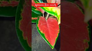 Aglonema Rare varietiesColors of aglonema gardening trending viralshorts youtubeshorts shorts [upl. by Eimrots889]