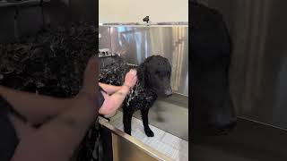 Doggy Daily 354 Junior the Curly Coated Retriever 🐾 curlycoatedretriever doggrooming [upl. by Ronoh]