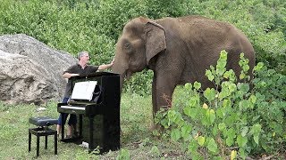 Debussy quotClair de Lunequot on Piano for 80 Year Old Elephant [upl. by Vivianna]