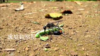 サトジガバチ  Ammophila sabulosa nipponica [upl. by Schlenger439]