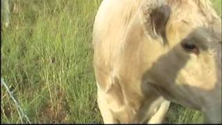 Murray Greys Charolais x [upl. by Atillertse]