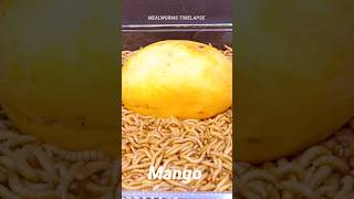 Mealworms Vs Mango timelapse mealworms insects food wormlapse insects fruit shorts funny [upl. by Ilzel]