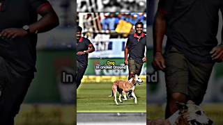 Meanwhile God Alian Lion king in cricket Ground 😎🔥shorts youtubeshorts [upl. by Anilocin]