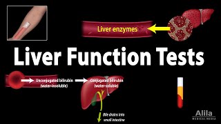 Liver Function Tests LFTs Animation [upl. by Feliza103]