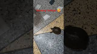 Running tortoise 😁youtubeshorts ytshortsviral [upl. by Sanjay]